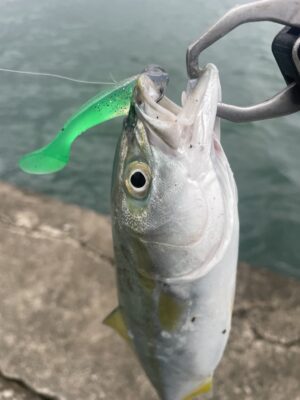 ツバス