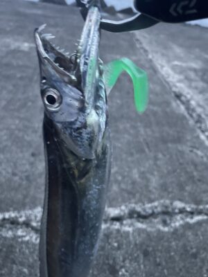 太刀魚・サゴシ