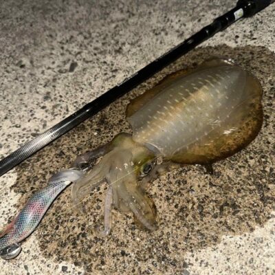 アオリイカ