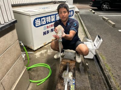 アオリイカ
