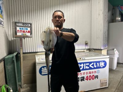 アオリイカ