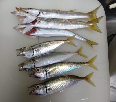 カマス、アジ