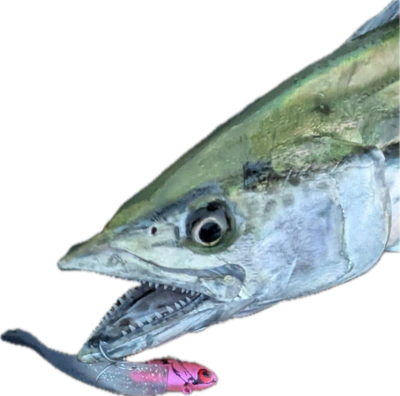 サワラ
