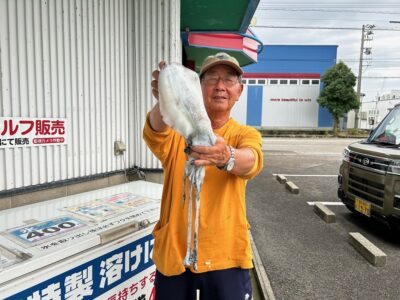 アオリイカ