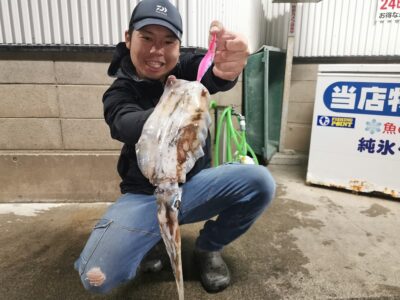 アオリイカ