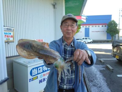 アオリイカ