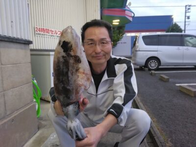 アオリイカ