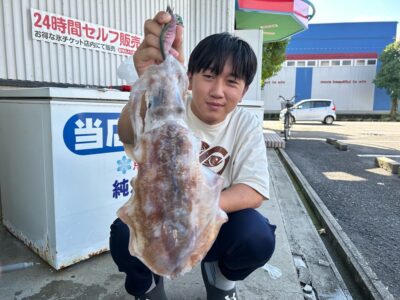 アオリイカ