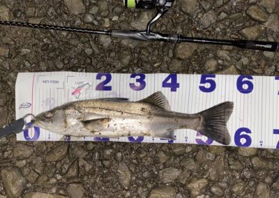 シーバス・ソゲ