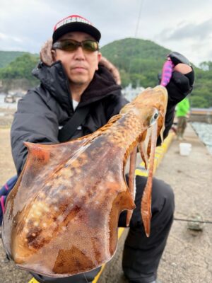 アオリイカ