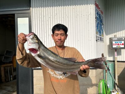 シーバス
